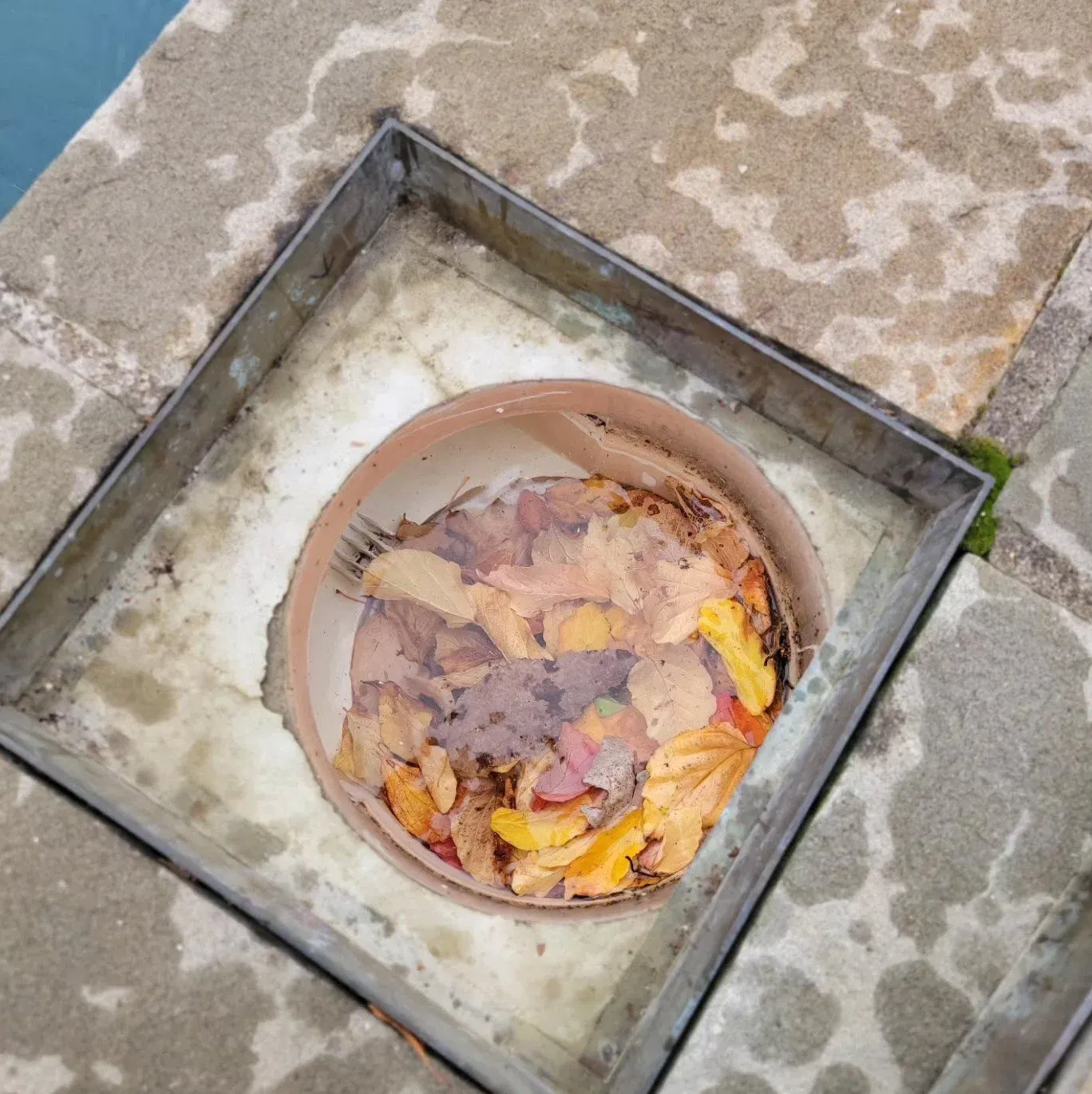 A skimmer basket full of autumn leaves.
